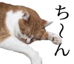 Iemitsu of the fatty cat sticker #13634000