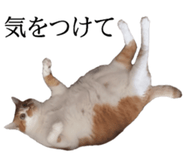 Iemitsu of the fatty cat sticker #13634003