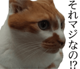 Iemitsu of the fatty cat sticker #13634005