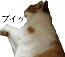 Iemitsu of the fatty cat sticker #13634008