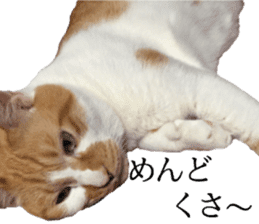 Iemitsu of the fatty cat sticker #13634012