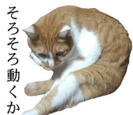 Iemitsu of the fatty cat sticker #13634021