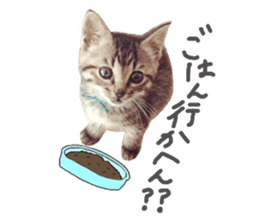 amore amore cat sticker #13634166