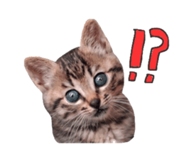 amore amore cat sticker #13634170