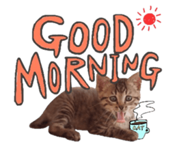 amore amore cat sticker #13634171