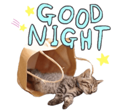 amore amore cat sticker #13634172