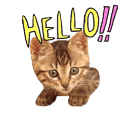 amore amore cat sticker #13634174