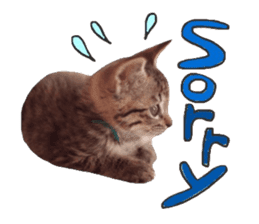 amore amore cat sticker #13634175