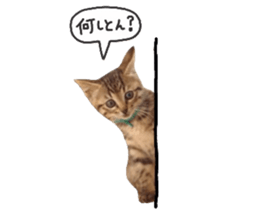 amore amore cat sticker #13634180