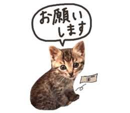 amore amore cat sticker #13634181