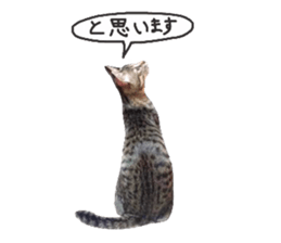 amore amore cat sticker #13634182