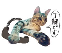 amore amore cat sticker #13634183