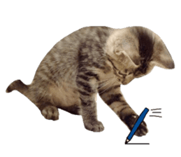 amore amore cat sticker #13634184