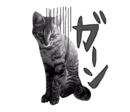 amore amore cat sticker #13634185