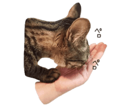 amore amore cat sticker #13634192