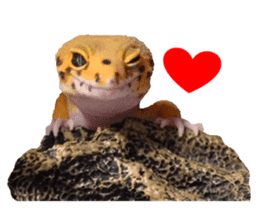 Leopard Gecko of taking a picture sticker #13634731