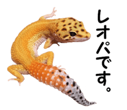 Leopard Gecko of taking a picture sticker #13634734