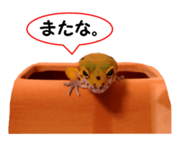 Leopard Gecko of taking a picture sticker #13634735