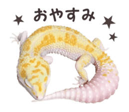 Leopard Gecko of taking a picture sticker #13634736