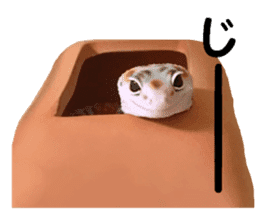 Leopard Gecko of taking a picture sticker #13634741