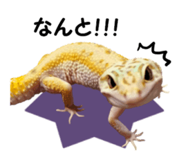 Leopard Gecko of taking a picture sticker #13634743