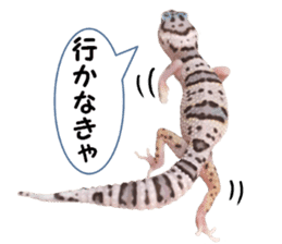 Leopard Gecko of taking a picture sticker #13634744