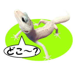 Leopard Gecko of taking a picture sticker #13634745