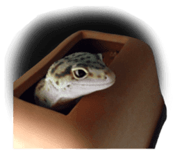 Leopard Gecko of taking a picture sticker #13634746