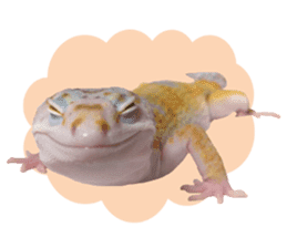 Leopard Gecko of taking a picture sticker #13634747