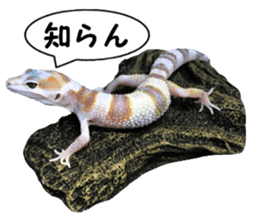 Leopard Gecko of taking a picture sticker #13634748