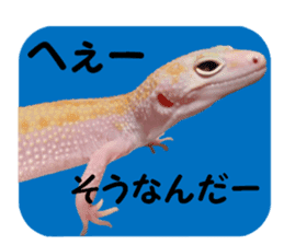 Leopard Gecko of taking a picture sticker #13634749