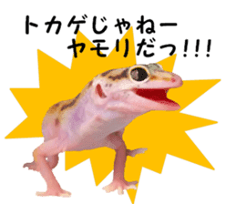 Leopard Gecko of taking a picture sticker #13634751
