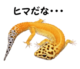 Leopard Gecko of taking a picture sticker #13634754
