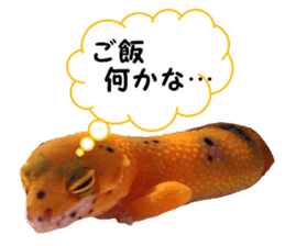 Leopard Gecko of taking a picture sticker #13634755
