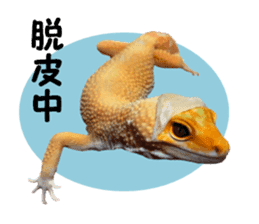 Leopard Gecko of taking a picture sticker #13634756