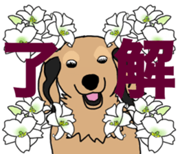 Miniature Dachshund LEO sticker #13634857