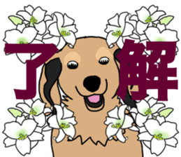 Miniature Dachshund LEO sticker #13634857