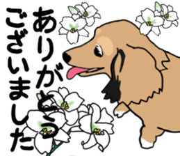 Miniature Dachshund LEO sticker #13634869