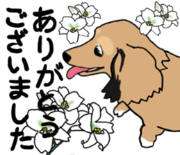 Miniature Dachshund LEO sticker #13634869