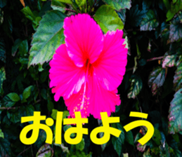 Okinawa news sticker #13635527