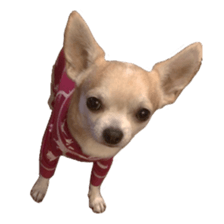 Chihuahua of haru sticker #13636958