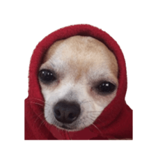 Chihuahua of haru sticker #13636961