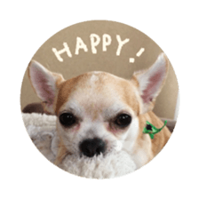 Chihuahua of haru sticker #13636962