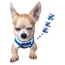 Chihuahua of haru sticker #13636965