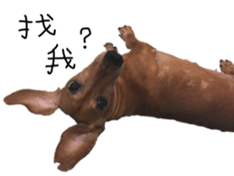 7 ne Queen Wanwan-real dog sticker #13637398