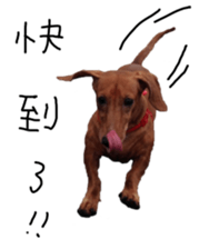 7 ne Queen Wanwan-real dog sticker #13637399