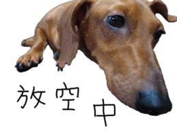 7 ne Queen Wanwan-real dog sticker #13637400