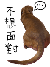 7 ne Queen Wanwan-real dog sticker #13637401