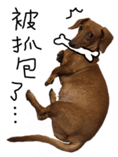 7 ne Queen Wanwan-real dog sticker #13637402