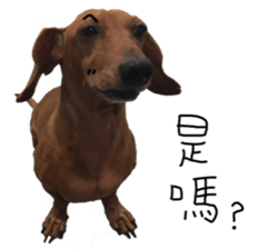 7 ne Queen Wanwan-real dog sticker #13637404